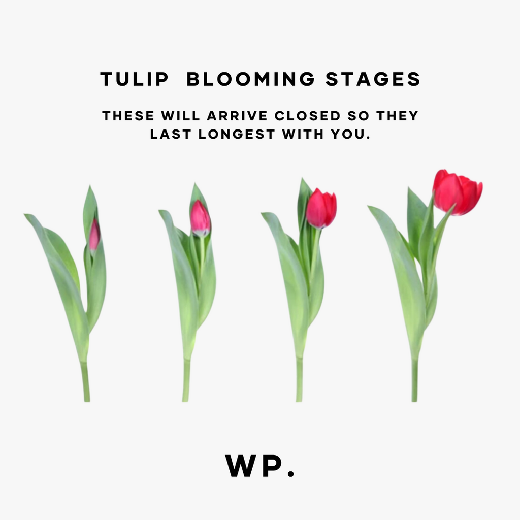 The Blooming Journey of Tulips: Why Closed Tulips Last the Longest