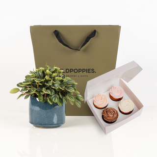 Peperomia Plant & Cupcakes