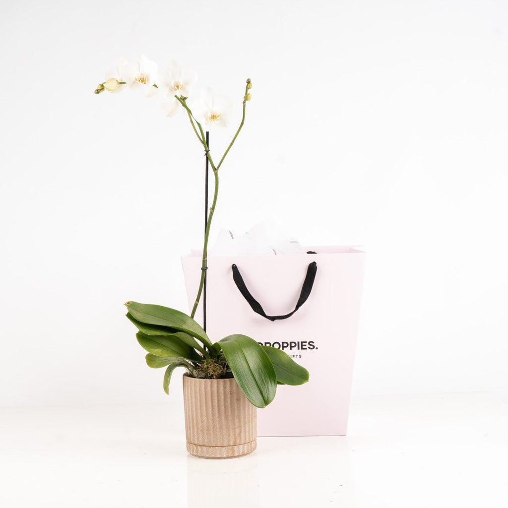 Classic Phalaenopsis Orchid Plant - Wild Poppies -  Flower - Same Day Flower Delivery Auckland - Auckland Flower Delivery \ Florists - boutique gift boxes 