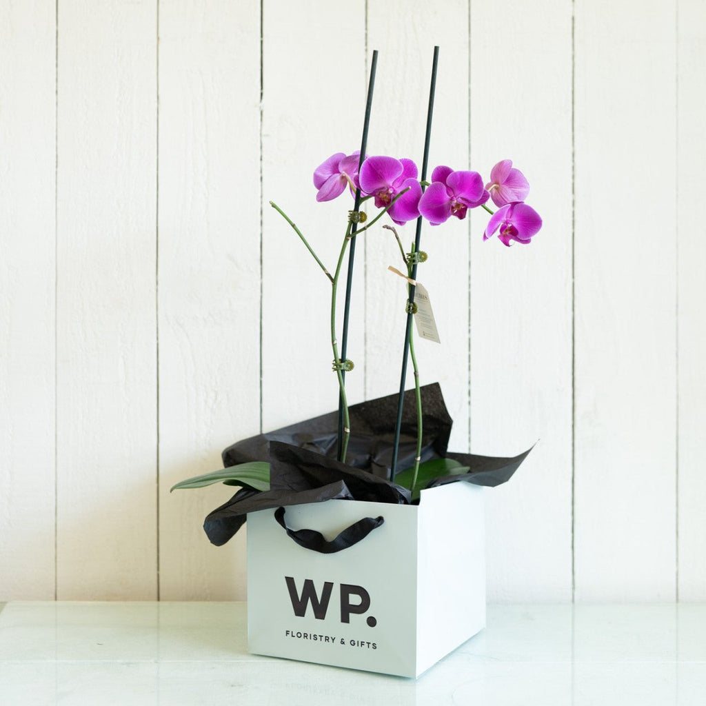 Phalaenopsis Fuchsia Orchid Plant - Wild Poppies -  Flower - Same Day Flower Delivery Auckland - Auckland Flower Delivery \ Florists - boutique gift boxes 