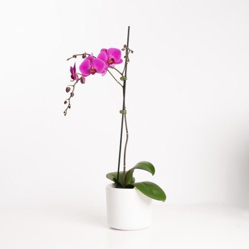 Phalaenopsis Fuchsia Orchid Plant - Wild Poppies -  Flower - Same Day Flower Delivery Auckland - Auckland Flower Delivery \ Florists - boutique gift boxes 