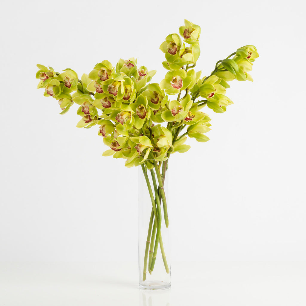 Fresh Cymbidium Orchid - Wild Poppies -  Flower - Same Day Flower Delivery Auckland - Auckland Flower Delivery \ Florists - boutique gift boxes 